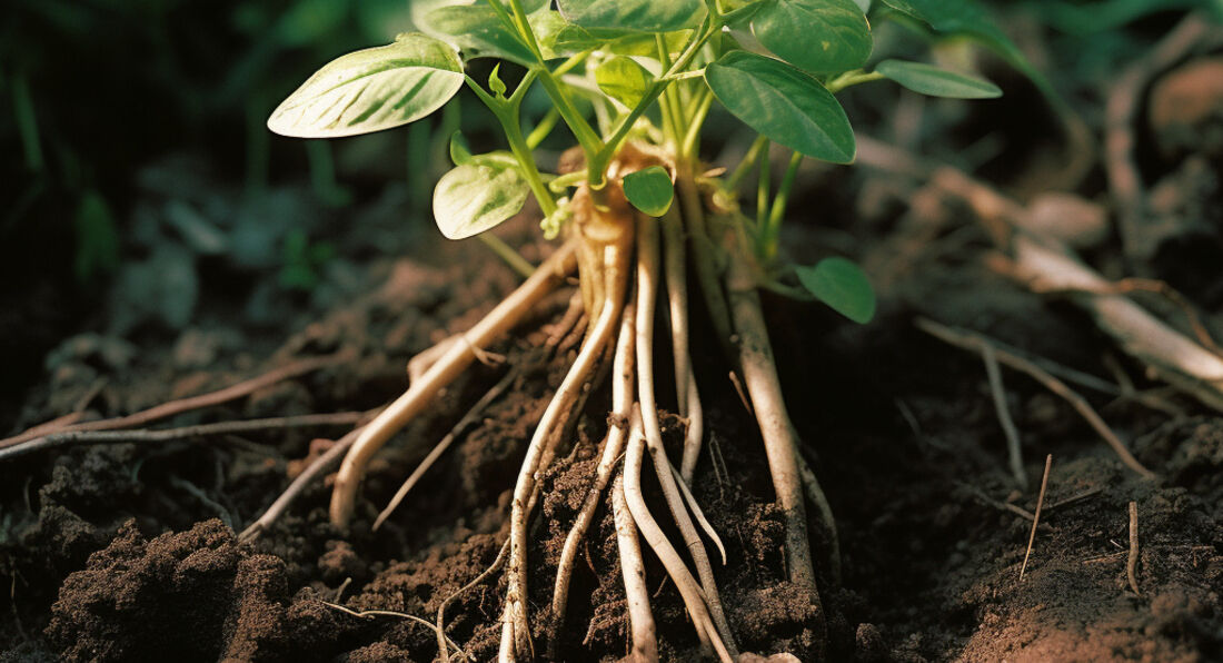 Suma Root LA Muscle USA suma-root