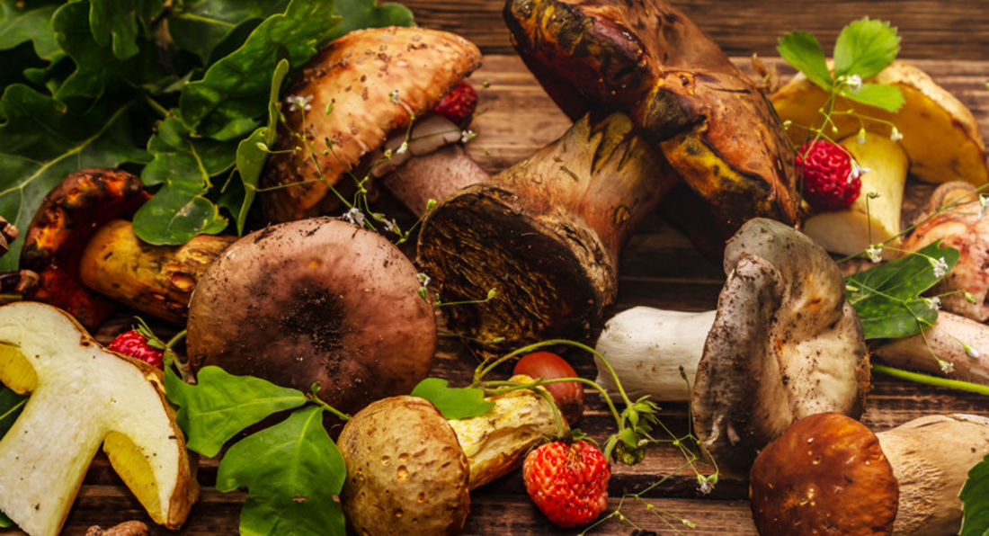 5 Health Benefits Of Eating Mushrooms