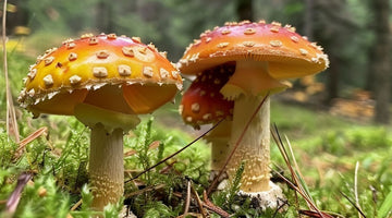 15 Hidden Benefits of Mushrooms