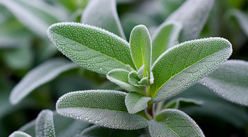 Sage in Alleviating Menopause Symptoms